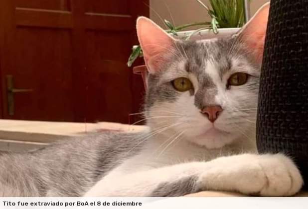 El gato Tito fue extraviado por BoA. Foto: RRSS