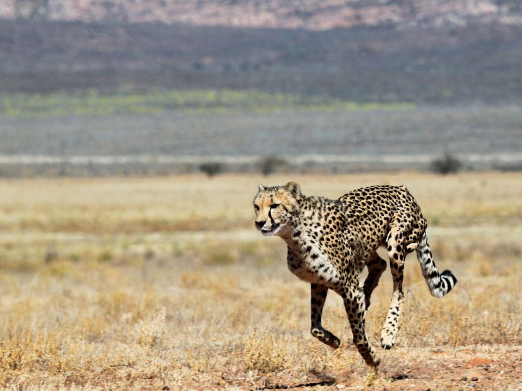 Varios guepardos viven en una reserva privada sudafricana. Foto: AFP.