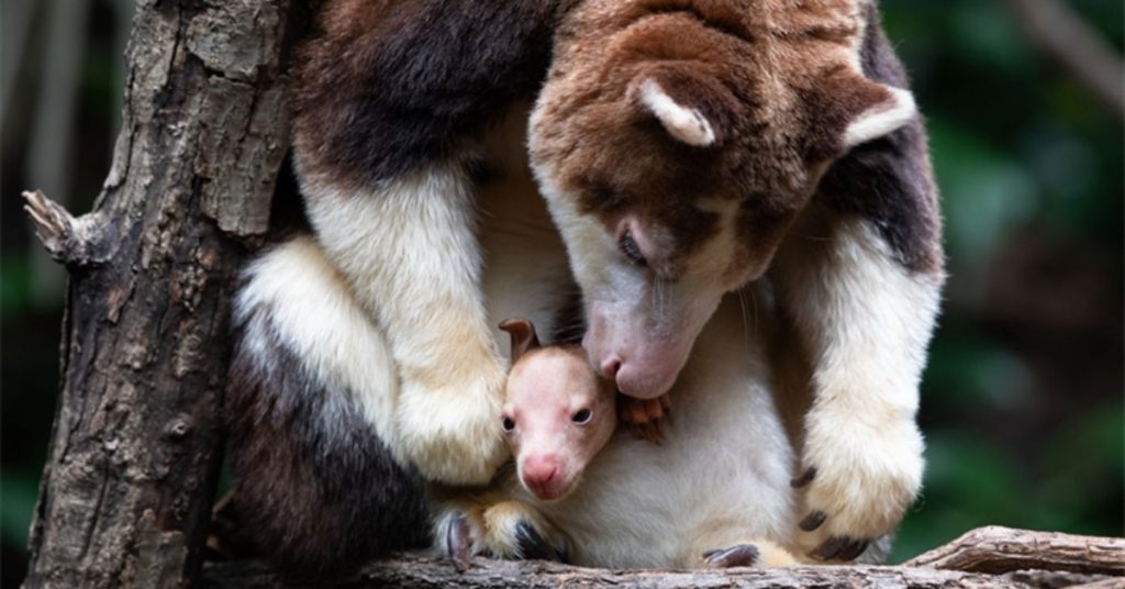 El pequeño canguro empezó a sacar su cabeza por la bolsa de su madre y es el primer ejemplar que nació en el zoológico del Bronx en los últimos 14 años. Foto: Mundo Fauna.