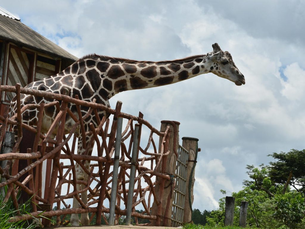 Jirafa del zoológico Joya Grande de Honduras incautada al cártel de drogas Los Cachiros, en foto tomada el 30 de mayo de 2020. Foto: AFP.