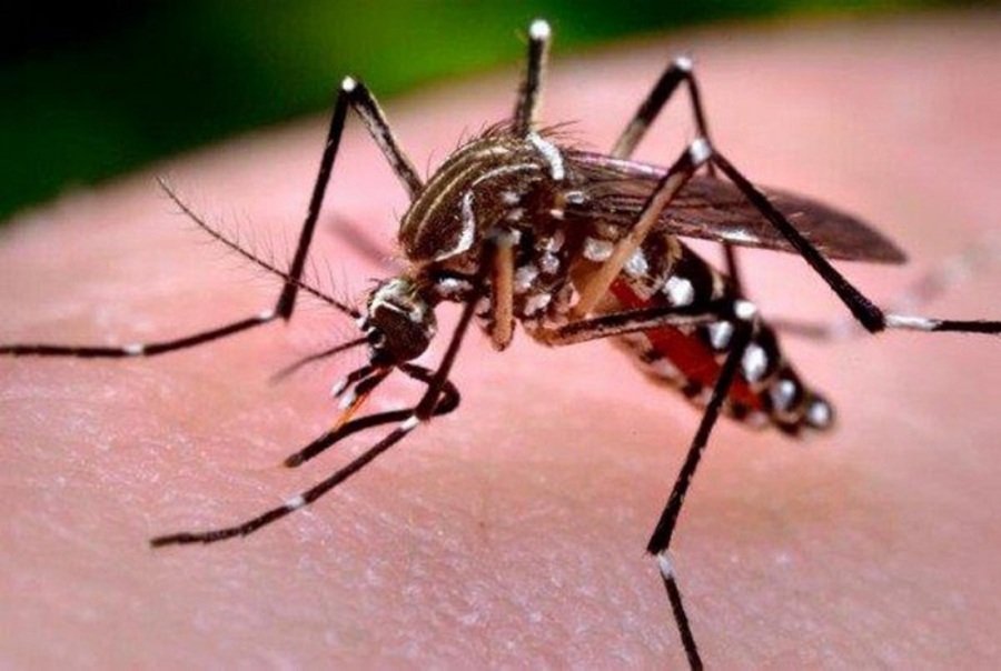 Los mosquitos 'Aedes aegypti' transmiten el dengue a las personas por medio de picaduras. Foto: Archivo