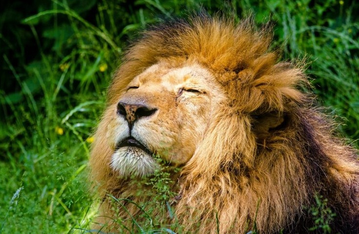 En Kenia, el león es una especie amenazada. Foto: Europa Press