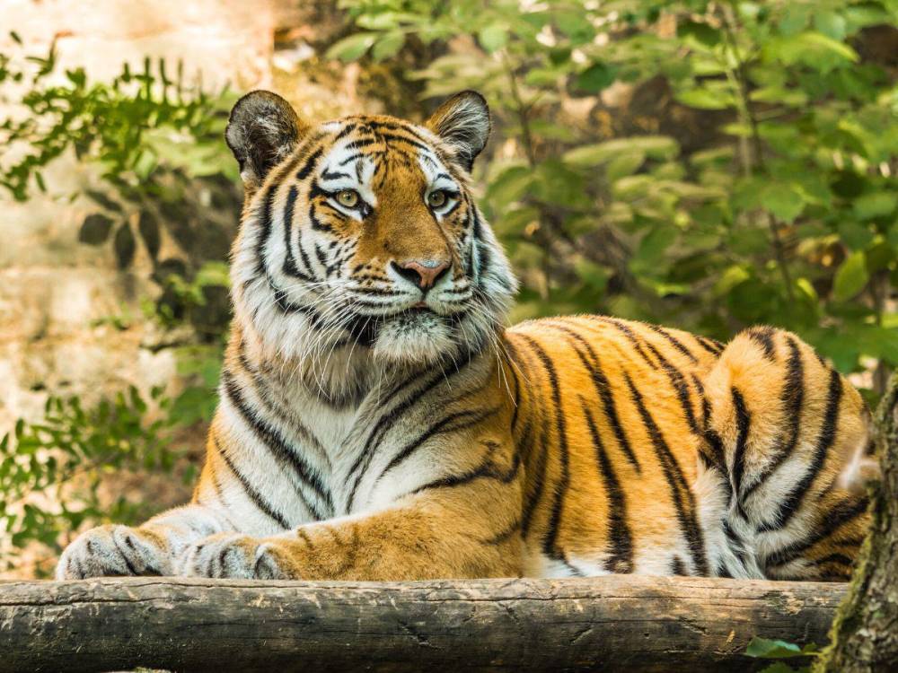 El último ataque de un tigre ocurrió en una reserva forestal protegida. Foto: AFP