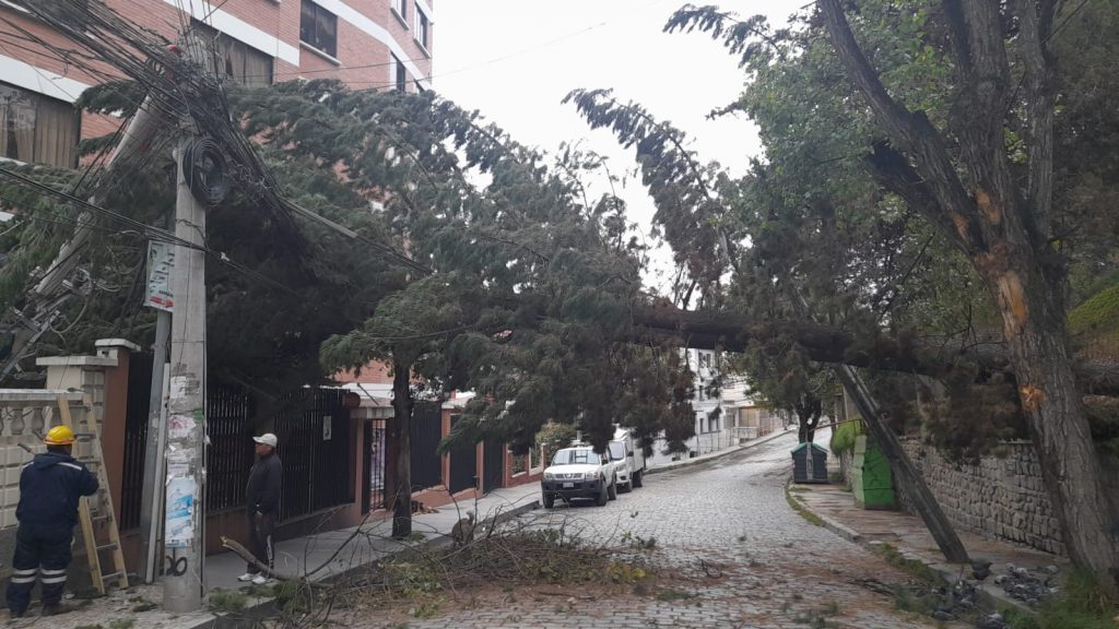 Un árbol longevo cae sobre el tendido de cables eléctricos. Foto: Abya Yala TV