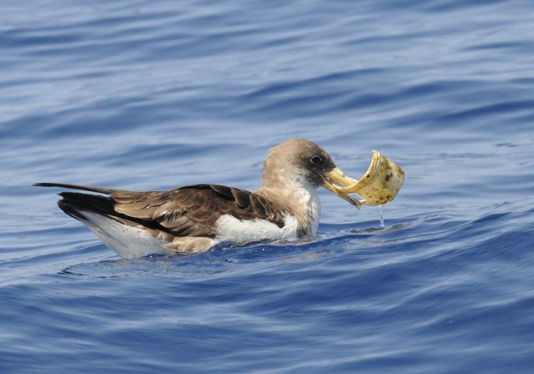 Los pájaros marinos ingieren microplásticos al confundirlos con comida. Foto: AFP