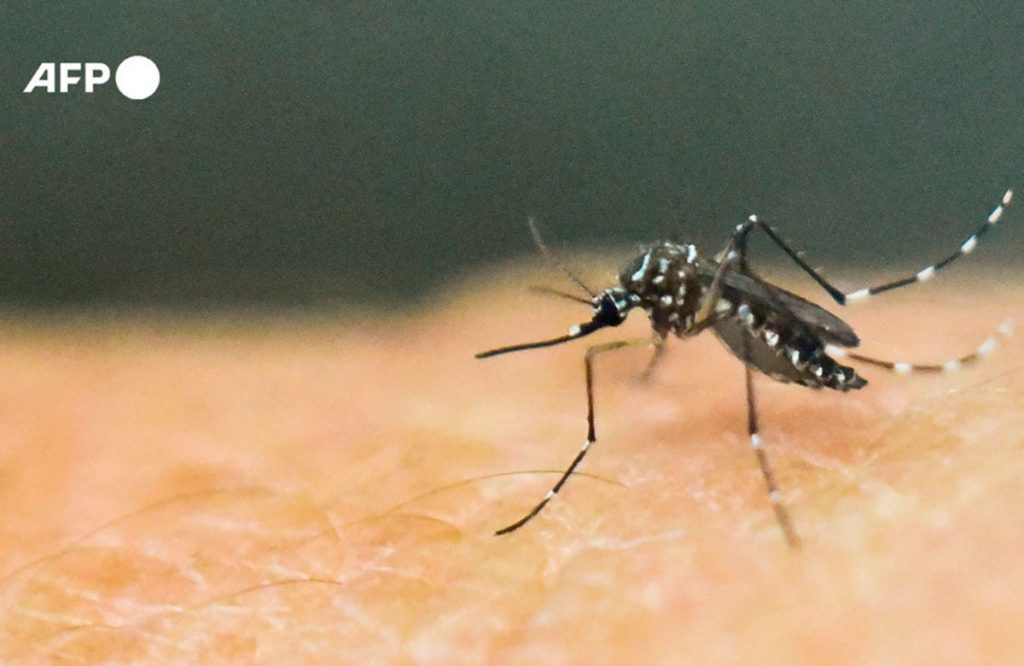 mosquito_que_transmite_dengue.jpg