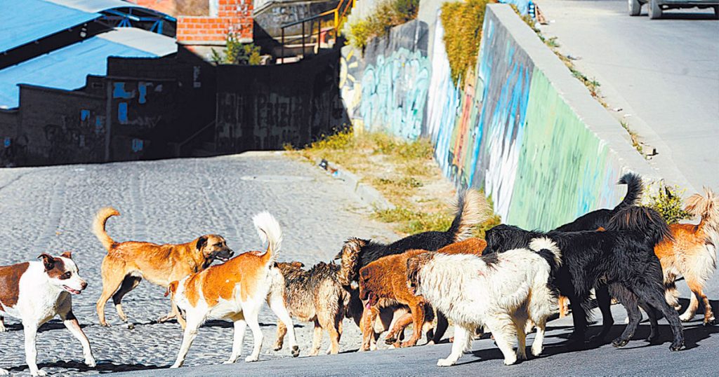 Según el Programa Nacional de Zoonosis del Ministerio de Salud, en el país existe un nivel elevado de población canina.