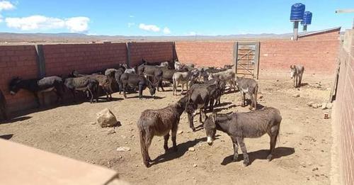Vecinos denuncián matadero clandestino de burros. Foto: SOY BOLIVIA TV