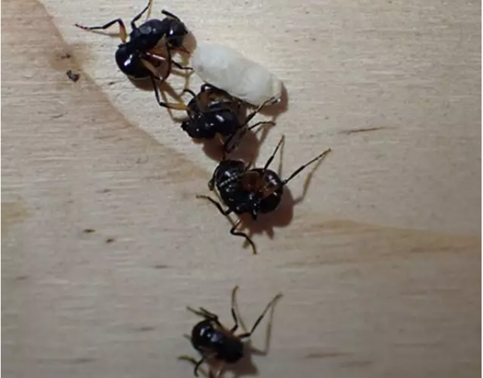 Qué pasará si un humano se come una hormiga viva? - Quora