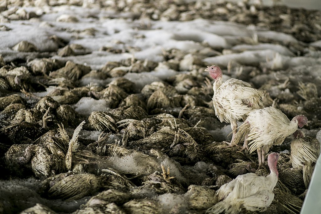 FAO influenza aviar