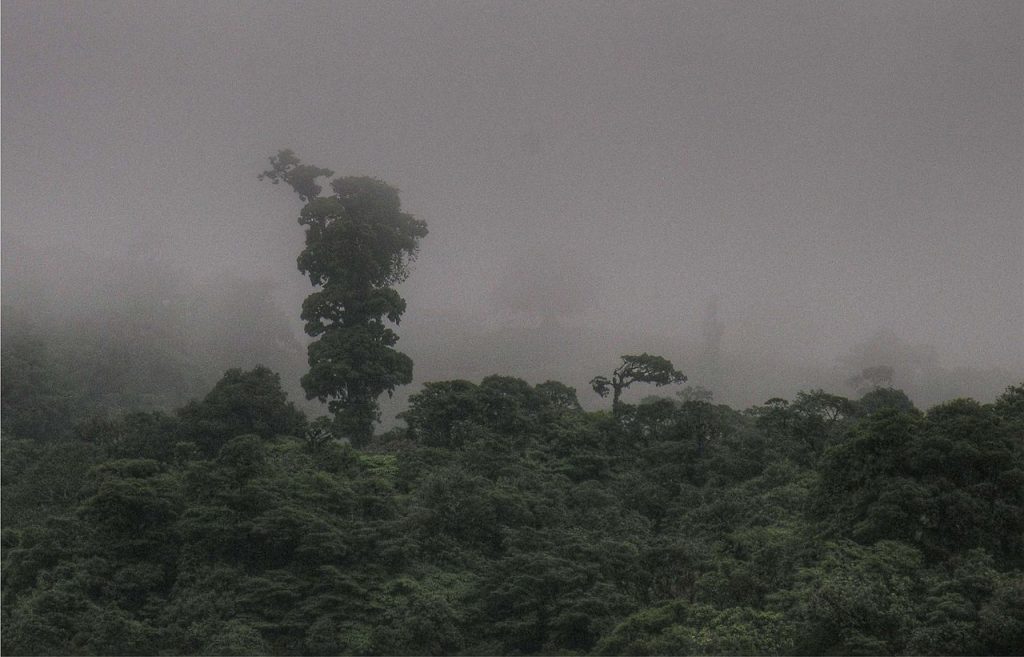 Bosque nuboso Costa Rica
