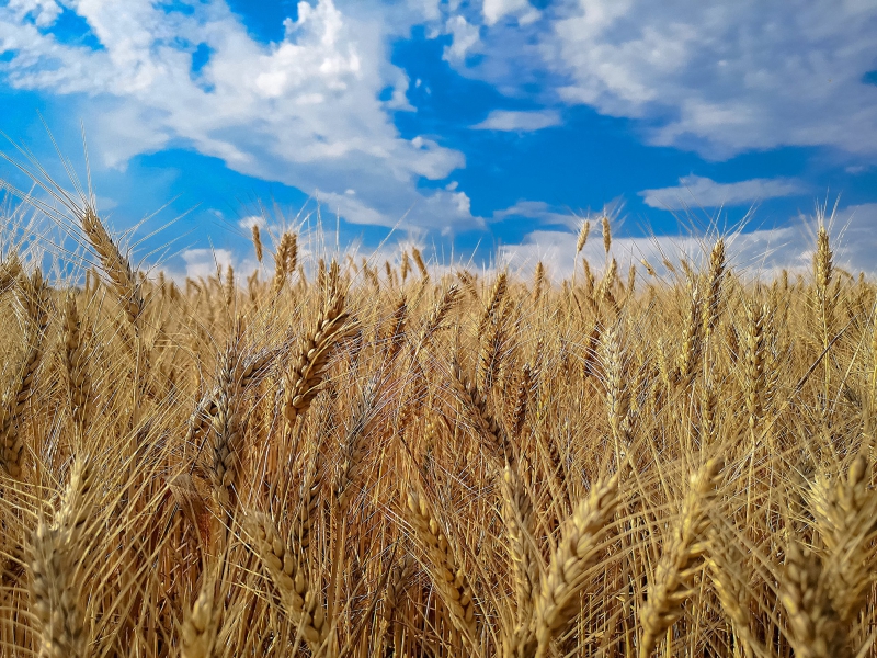 El fin del acuerdo de grano golpea fuertemente a Ucrania