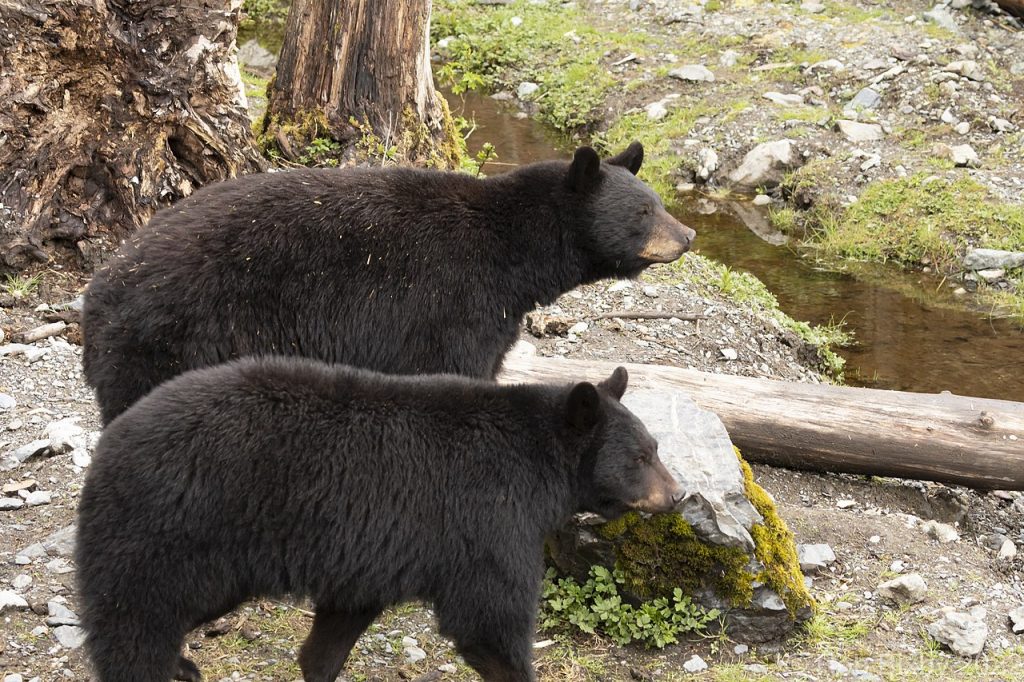Imagen referencial de la familia de osos capturada y separada por agentes de EEUU
