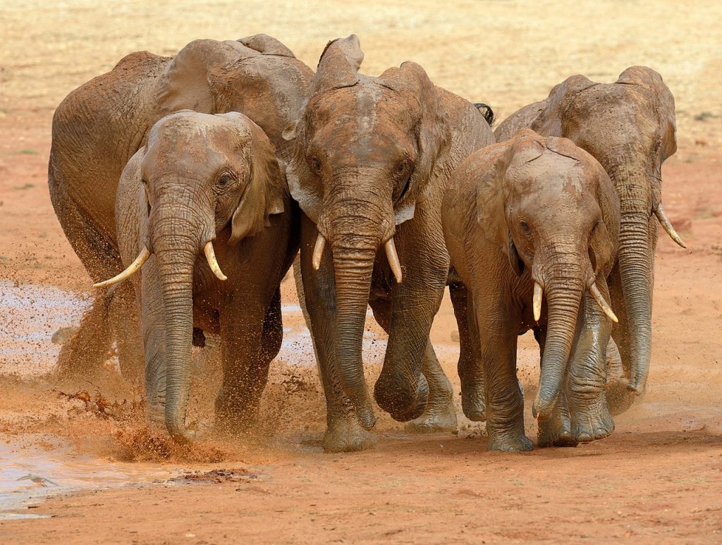 Una manada de elefantes mata a dos hombres tras escapar del Parque Nacional de la Reina Isabel en Uganda