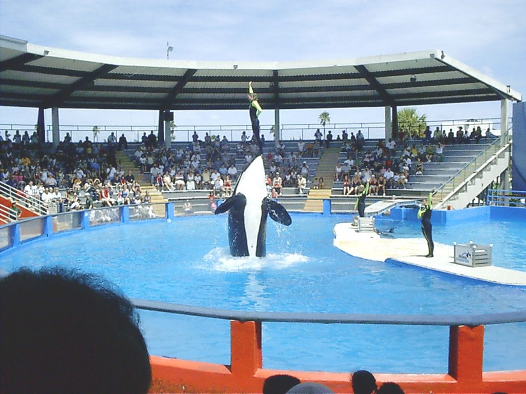 Muere Lolita, la orca emblemática del acuario de Miami.