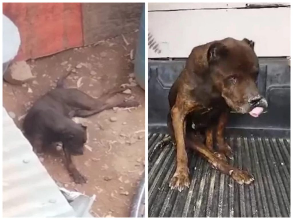 Aquiles, un can de raza pitbull, tiene parálisis en parte de su cuerpo debido a una golpiza. Fue rescatado por Zoonosis de la Alcaldía.