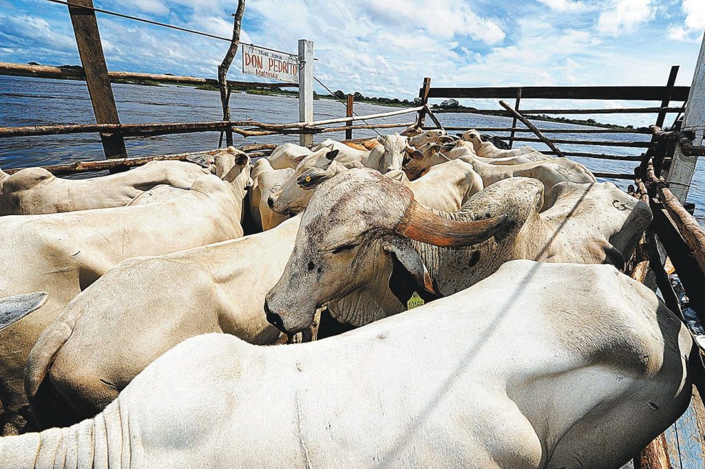 Las reses de ganaderos grandes, medianos y pequeños están en la mira de los abigeatistas, sobre todo en Santa Cruz y Beni.