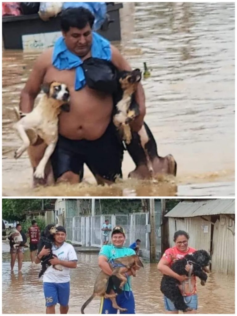 Activistas rescatan a los animales de en medio del agua en Cobija, Pando.